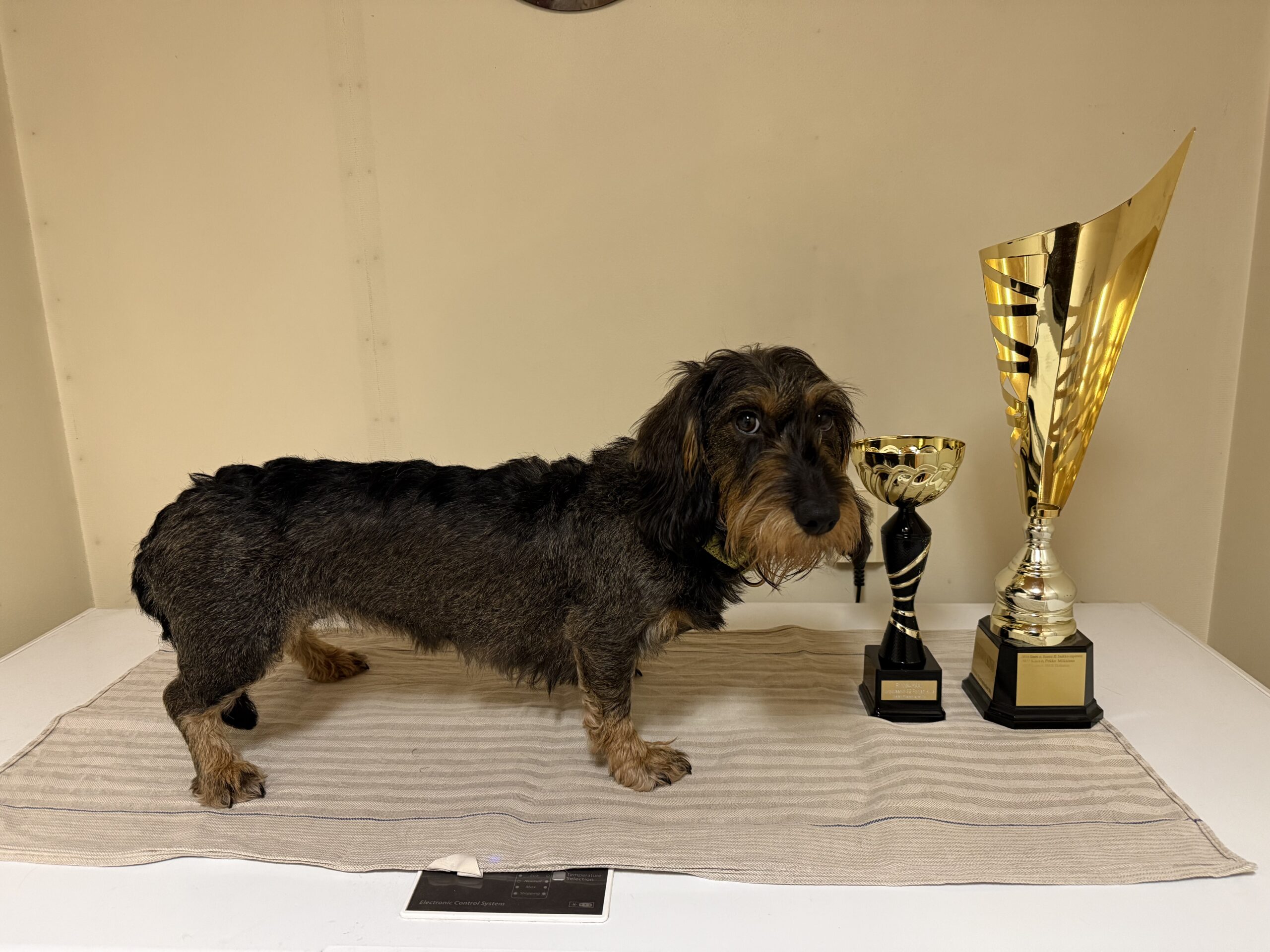 kk- mäyräkoira KVA-A Korpiklaanin SE Pohjan Akka